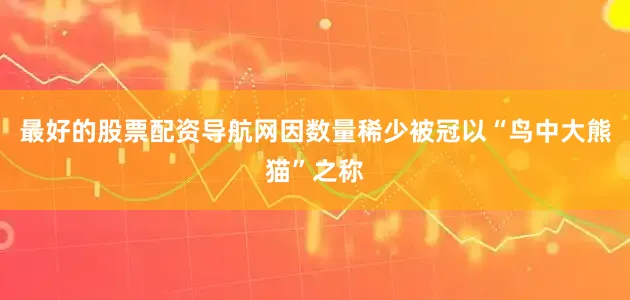 最好的股票配资导航网因数量稀少被冠以“鸟中大熊猫”之称